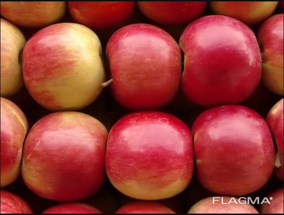 Яблоки Айдаред