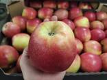 Продам Яблоки: Айдаред, Глостер, Хани Крисп, Голден. Урожай 2021. ОПТ - фото 1