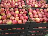 Продам Яблоки: Айдаред, Глостер, Хани Крисп, Голден. Урожай 2021. ОПТ - фото 2
