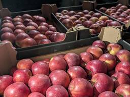 Яблоки Гала, Принц, Найдаред. груша Конференция