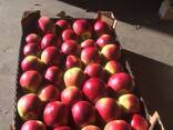 Яблоки:Глостер, Лиголь, Чемпион, Айдаред, Голден - фото 1
