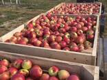 Яблоки:Глостер, Лиголь, Чемпион, Айдаред, Голден - фото 2