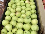 Яблоки оптом от производителя, урожай 2023 г. - фото 3
