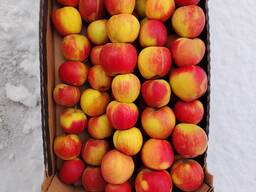 Яблоки оптом, сорт чемпион, голден
