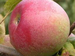 Яблоки свежие