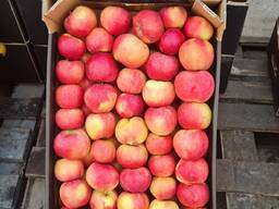 Яблоко Альва