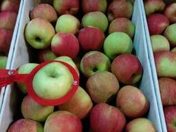 Яблоко Чемпион