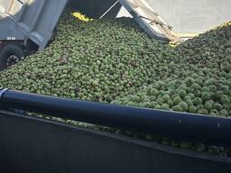 Яблоко для промышленной переработки