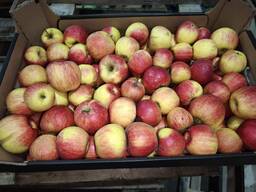 Яблоко (сорт Айдаред)