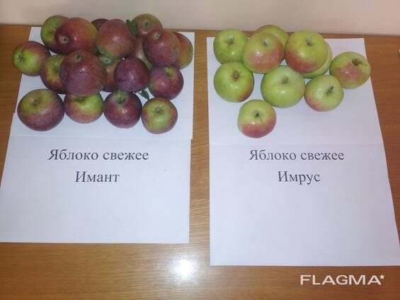 Яблоня белорусское сладкое описание сорта фото