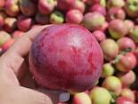 Яблоко свежее 2025г. (Молдова) - фото 1