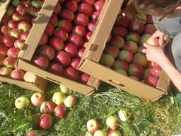 Яблоко свежее