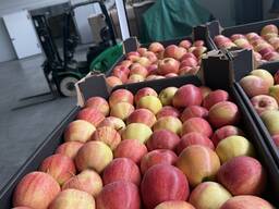 Яблоко свежее