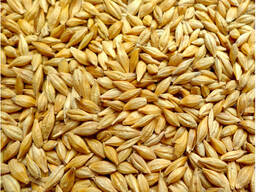 ЯЧМЕНЬ ФУРАЖНЫЙ ( урожай 2025)