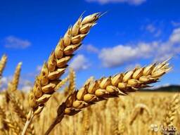 Зерно Ячменя фуражного