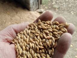 Ячмень фуражный