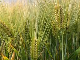 Ячмень озимый фуражный