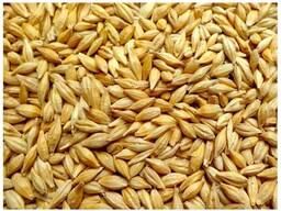 ЯЧМЕНЬ (посевной!)