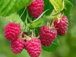 Ягодная продукция