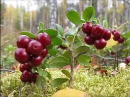 Ягоды грибы яблоки