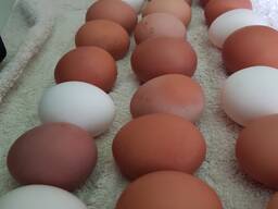 Яйца домашние