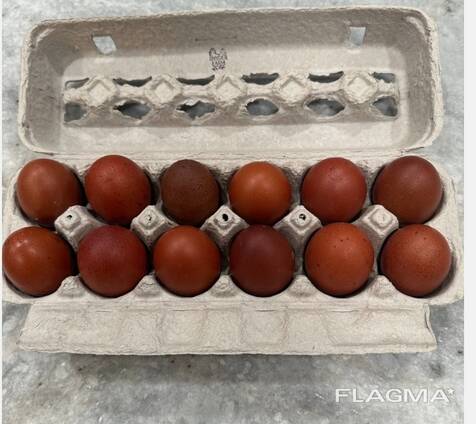 Яйца инкубационные породы МАРАН