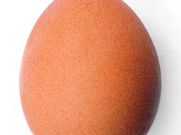 Купить яйца в белоруссии. Яйцо из Белоруссии.