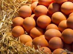 Яйцо куринное