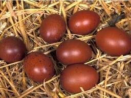 Яйцо инкубационное куриное (маран черно-медный)