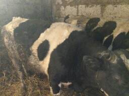 Закупаем дорого :Коров , быков , коней