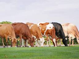 Закупаем КРС, у населения и организаций