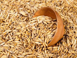 Закупаем овёс фуражный