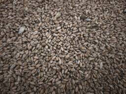 Закупаем пшеницу