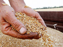 Закупаем пшеницу, ячмень, тритикале, кукурузу