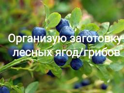 Закупка черники