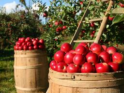 Закупка яблок для промпереработки