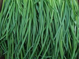 Зелёный лук перо