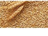 Зерно - фото 1