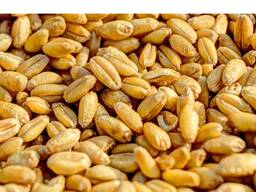 Зерно дешего