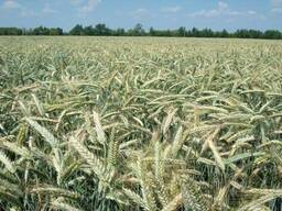 Тритикале фуражное