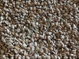 Зерно Фуражное(пшеница озимая)в мешках - фото 3