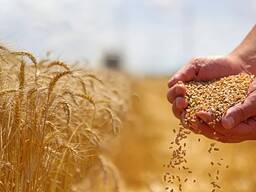 Зерно Пшеница Продам