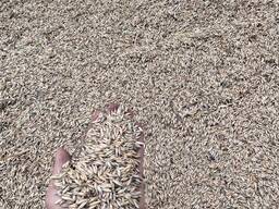 Зерно рожь, тритикале, овёс