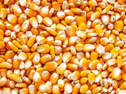 Желтая и белая кукуруза.