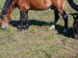 Жеребец - фото 1