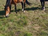 Жеребец - фото 2