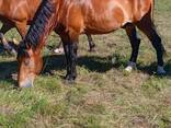 Жеребец - фото 3