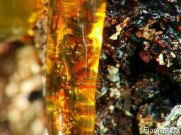 Живица сосновая