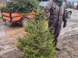 Живые новогодние ёлки