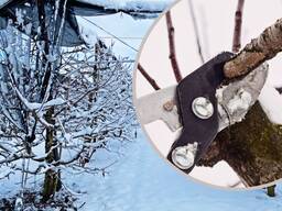 Зимняя обрезка деревьев. Обрезка сада.